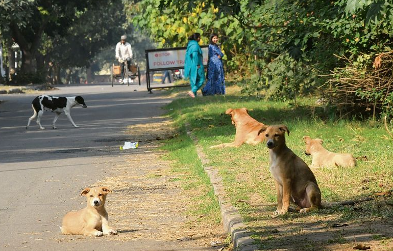 DOG SHELTER