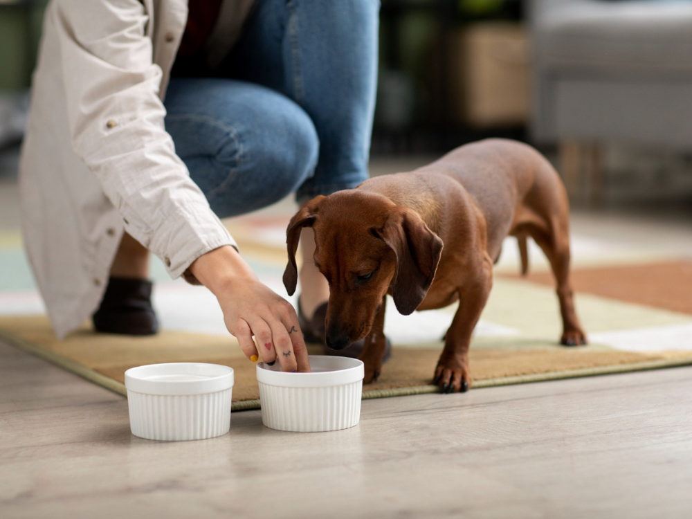 Dachshund Feeding