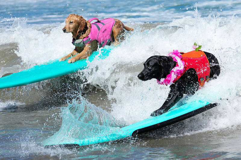 Two dogs wearing life jackets ride turquoise surfboards on crashing ocean waves at the beach.