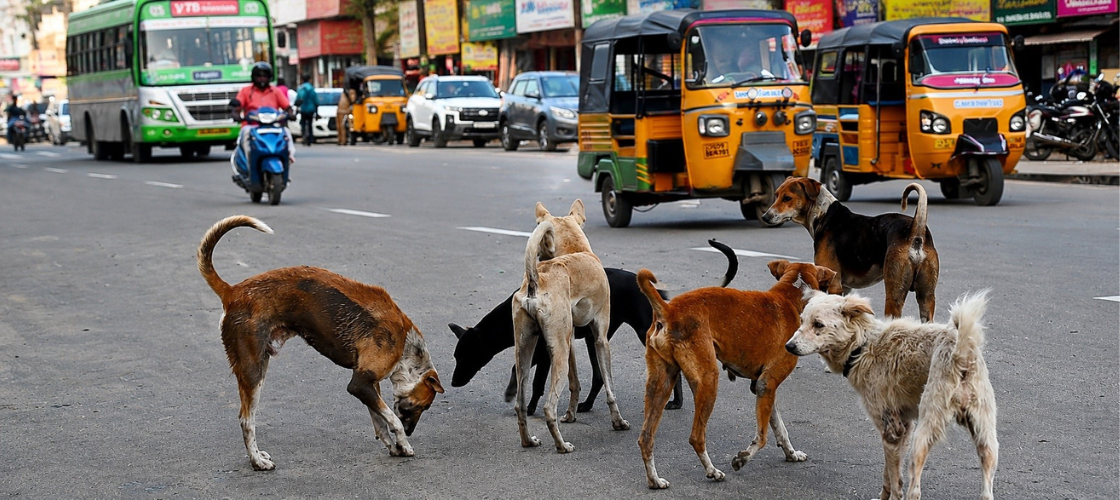 Stray Dogs
