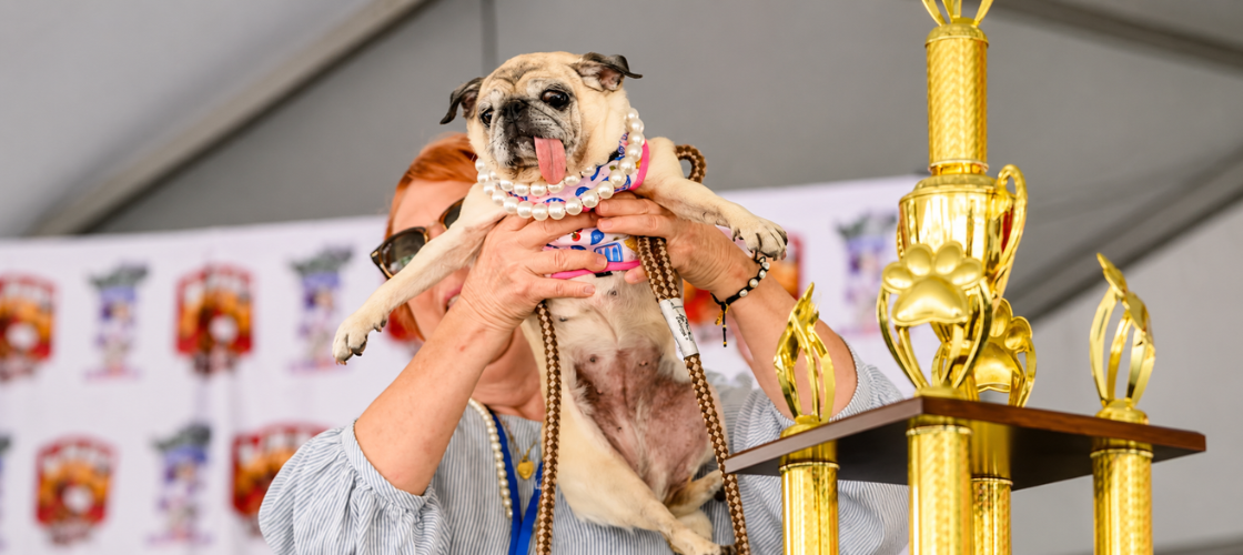 World's Ugliest Dog