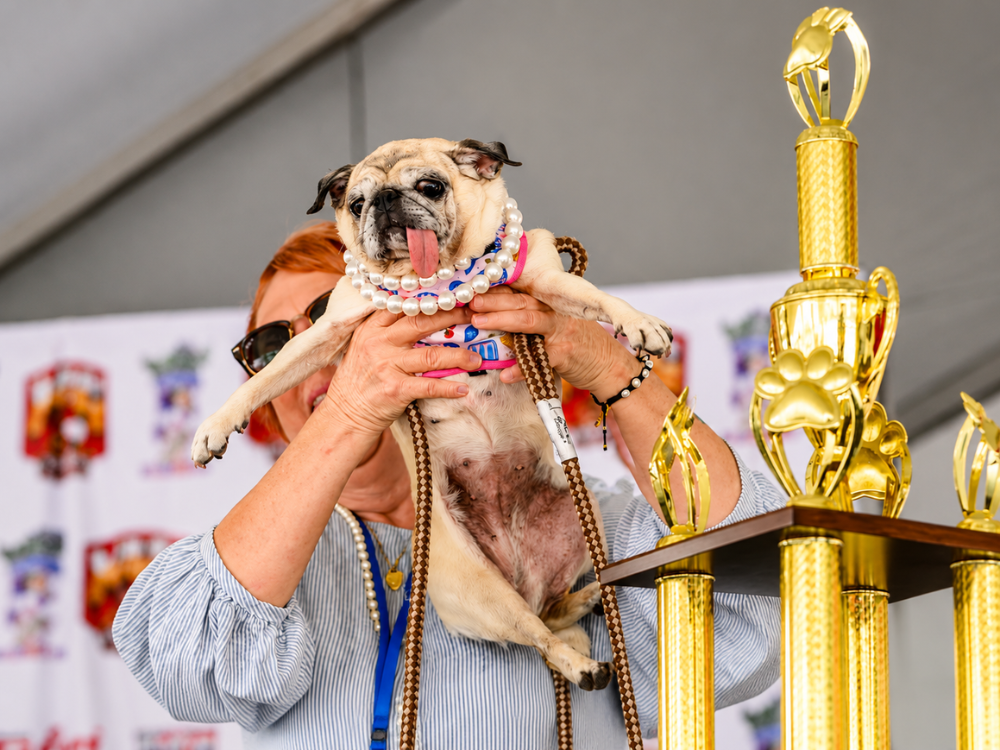 World's Ugliest Dog