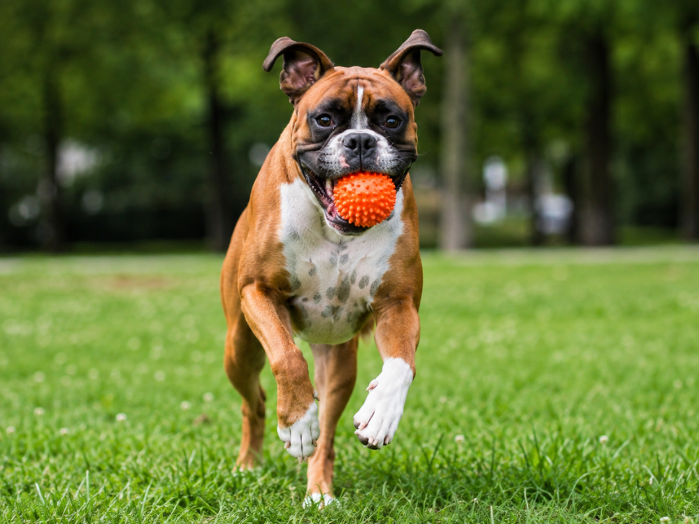 boxer dog