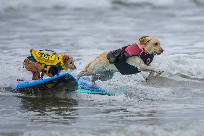 Dog Surfing