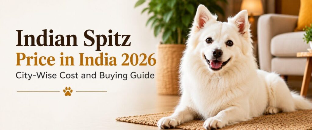 indian Spitz