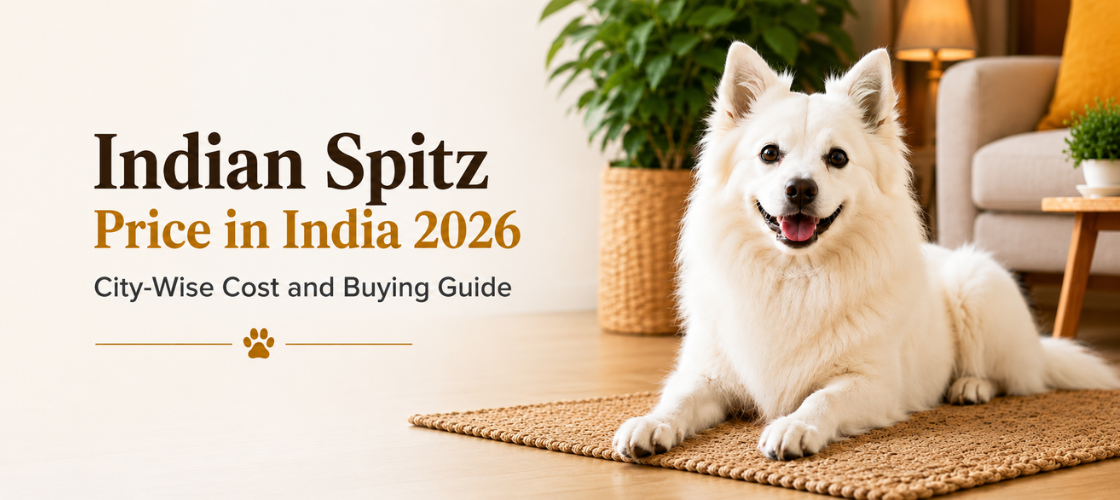 indian spitz price
