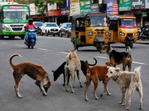 stray dog
