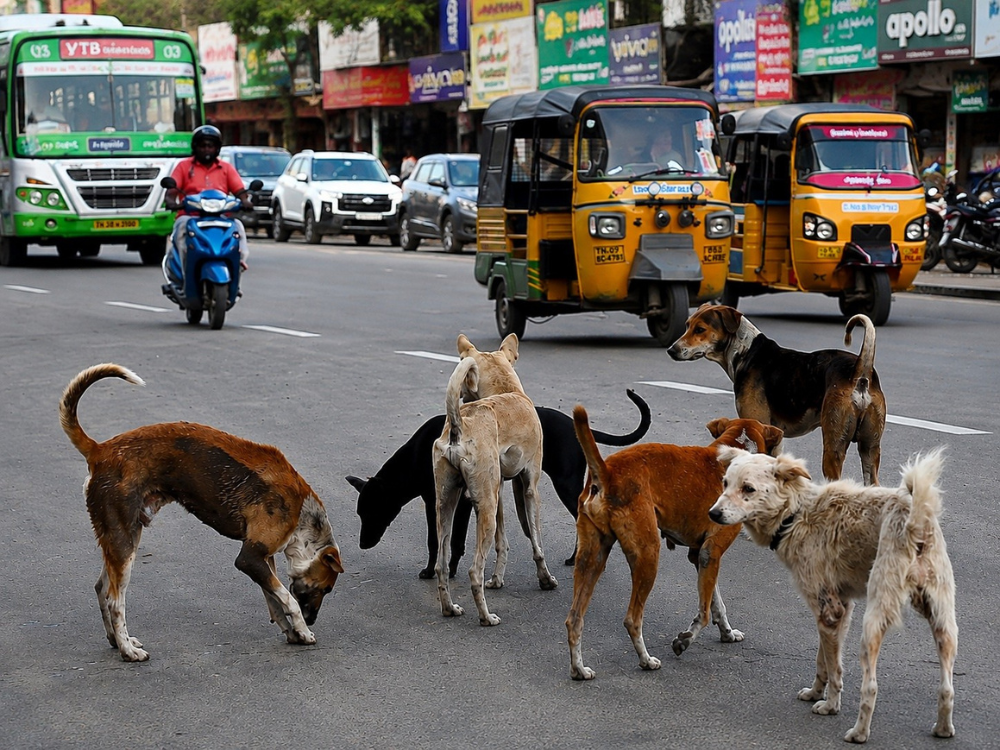 stray dog