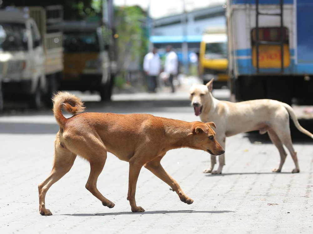 stray dog