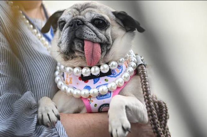 ugliest dog