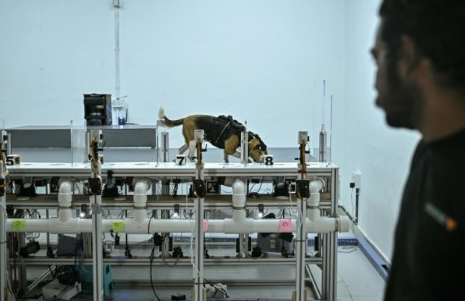 CANCER DETECTION  DOG