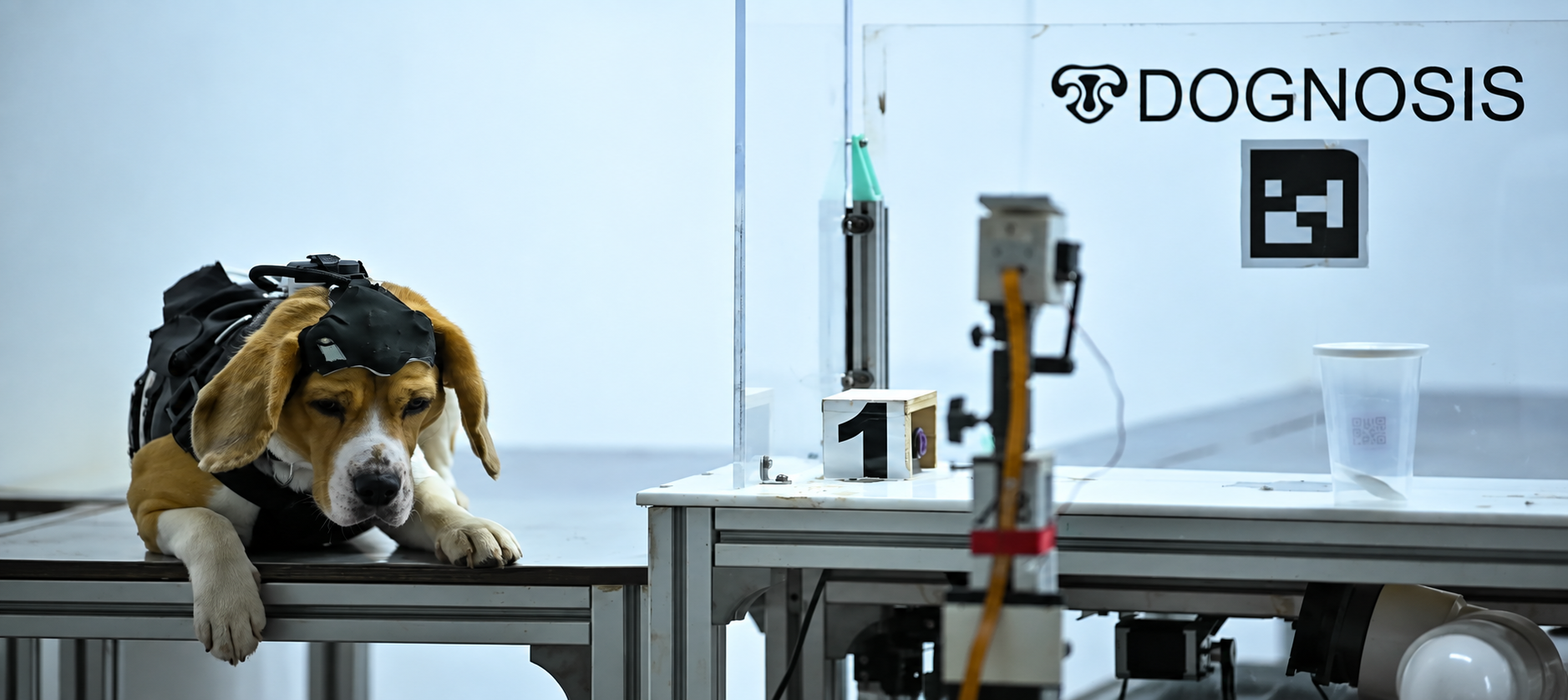 Canine cancer detection
