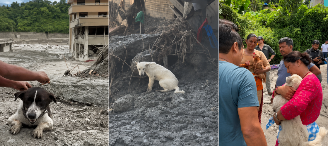 Dogs of Nepal’s Flood