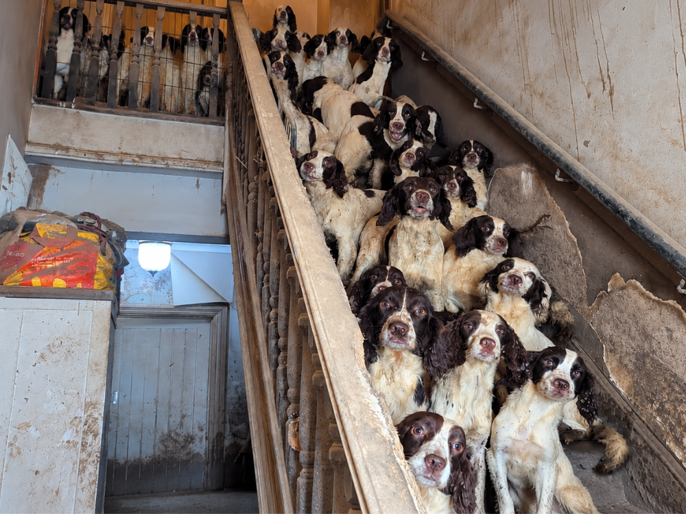 Found Guilty of Keeping 84 Dogs