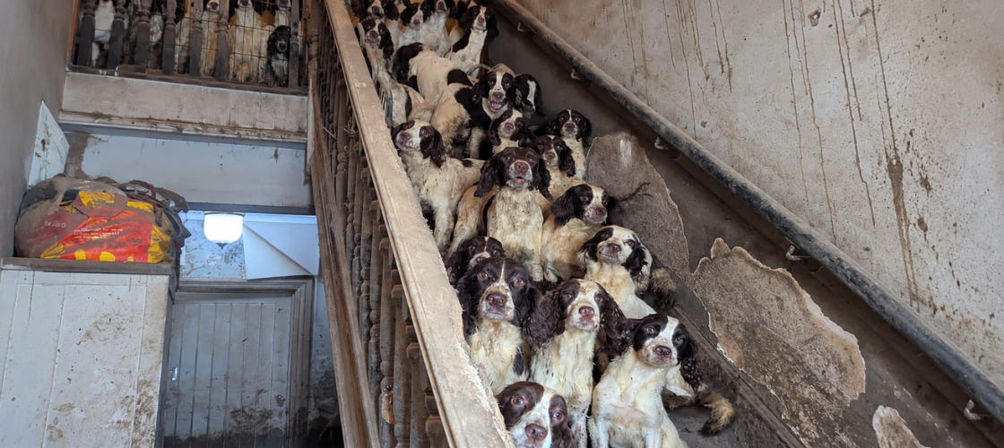 Found Guilty of Keeping 84 Dogs