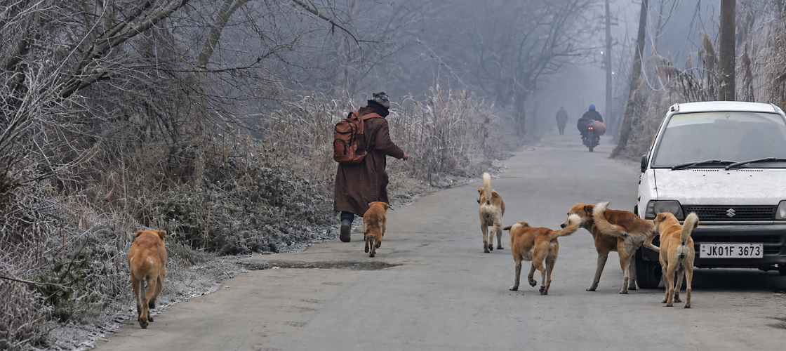 Stray Dogs