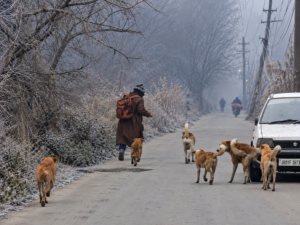 Stray Dogs