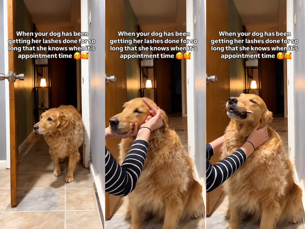 Golden Retriever makeup