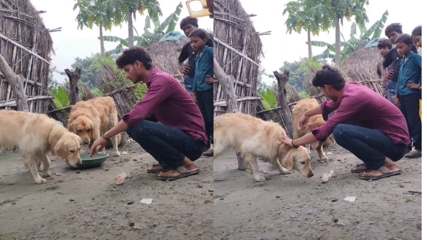 Two Golden Retrievers