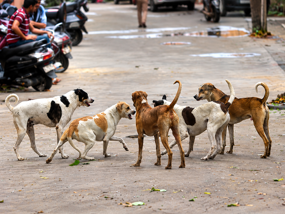 Stray Dogs