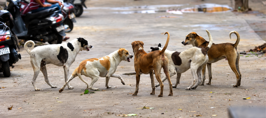 stray dogs
