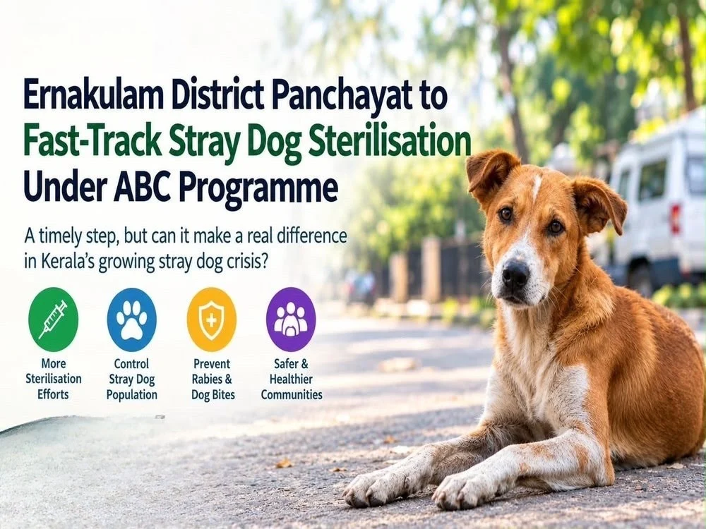 Ernakulam to Fast-Track Stray Dog Sterilisation Under ABC