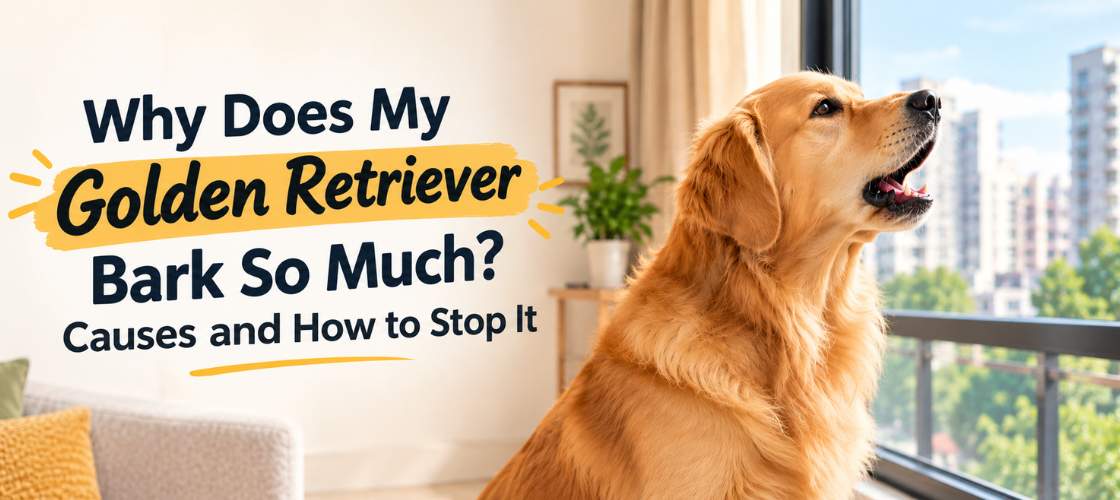 Golden Retriever Bark