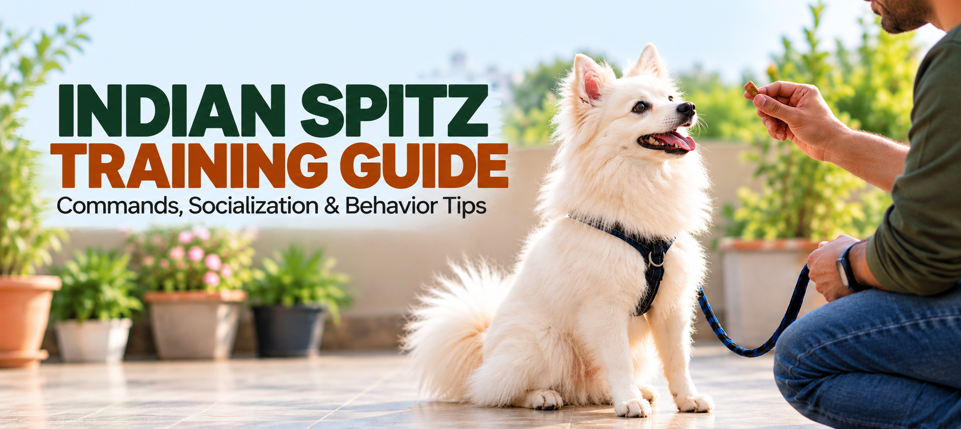 Indian Spitz Training Guide