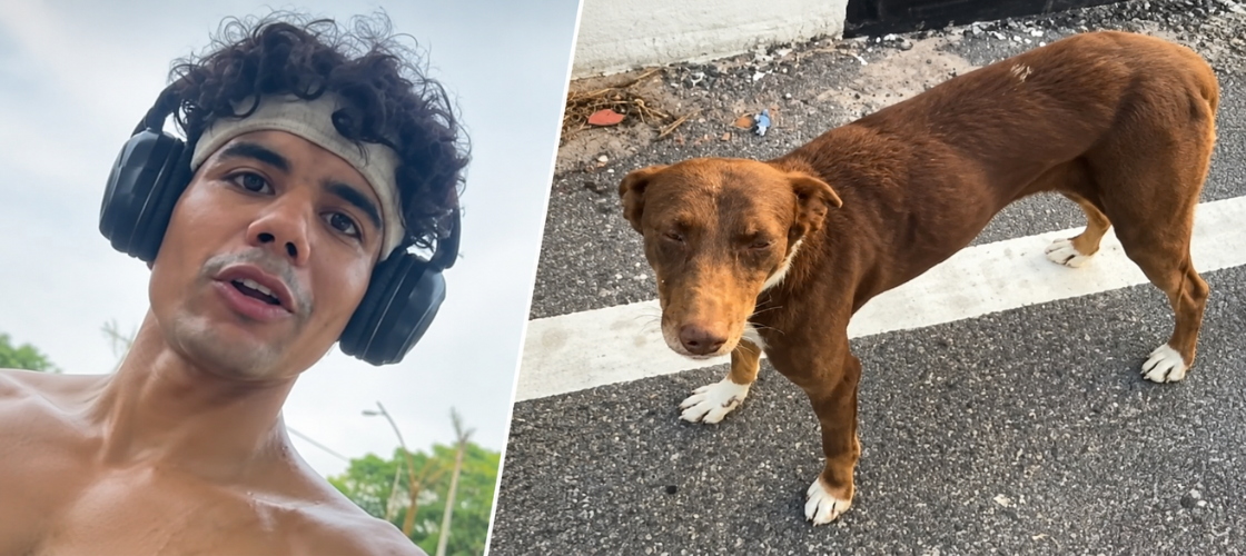 Stray Dog from Kanpur