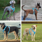 Dog Harness Leash